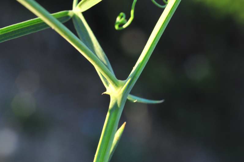 Fabaceae: Lathyrus sylvestris